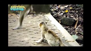 Monkey vs Cats funny fight solomo videos