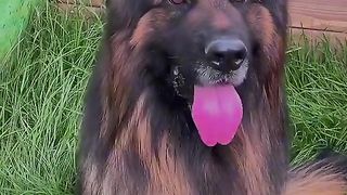 German shepherd