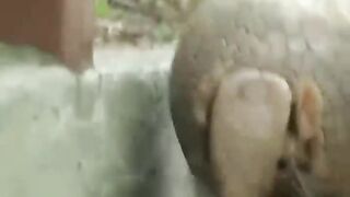 दुनियां के 3 ऐसे भोले-भाले जानवर????