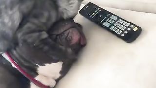 You're my favorite pit bull.