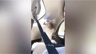 Best Funny Videos Of Dogs And Cats Try Not To Laugh