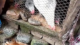 Clever chicken is eating food from outside of the cage | Hens feeding shot|
