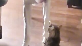 Bully cat.