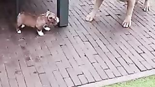 Top Quilty pitbull and pappy