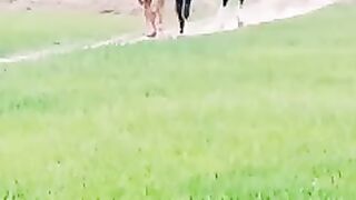 Beautifull horse in dance