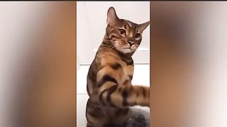 Funny video 2