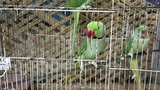 My Parrot Dance Video Viral 2023