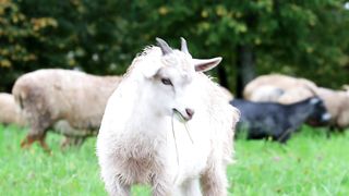 4k video pets ????????lovers||High resolution ????????video||