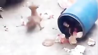 Monkey vs dog real fight