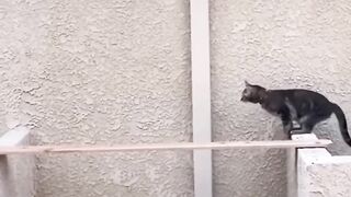 Top Funny Cute Cats Viral Clips