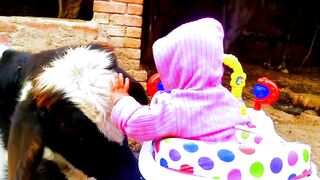 Funny video best video best video 2023