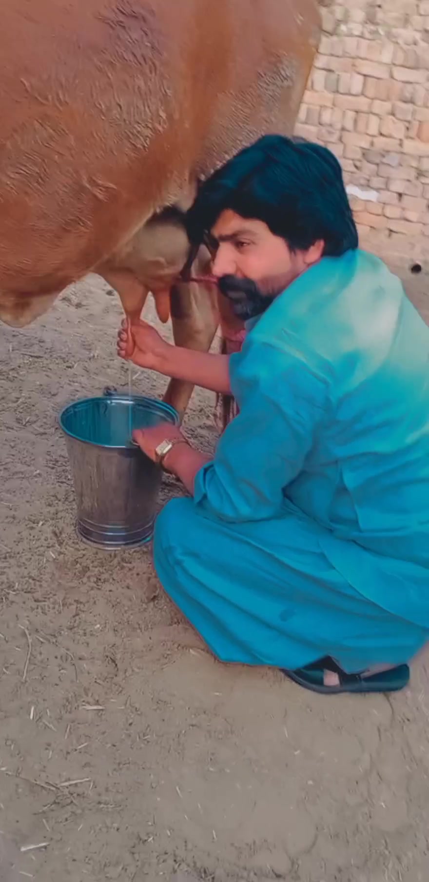 How to Milk a Cow by Hand. by bilalbsm on Febspot
