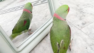 My Parrot Funny Talking