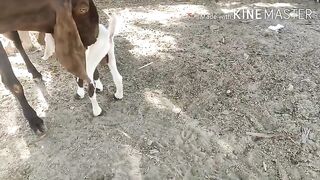 Beautiful Baby Goat drink milk