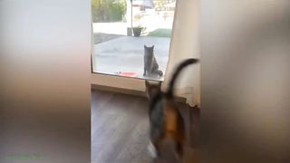 #Catvideo #veryfunnycatvideo#funnycatvideo