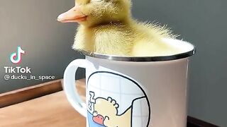 Duckk