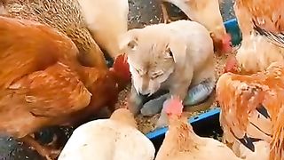 Hens n puppy
