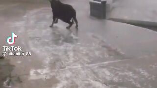 Cow Sliding.