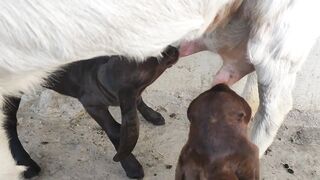 New beautiful Baby Goat drinking milk