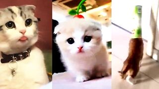 Baby Cats - Cute and Funny Cat Videos Compilation,Funny Cats 2023 Video