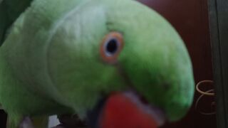 My lovely parrot
