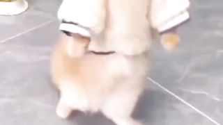Funny cats
