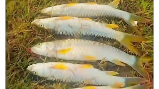 fishing catch today in river