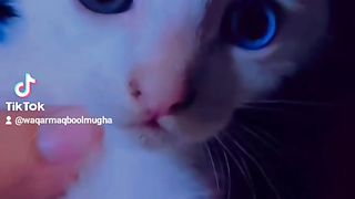Cute cat
