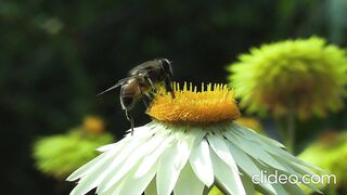 Beautiful and Heart trembling Quran recitation/ Honey bee/ Stress relief Music