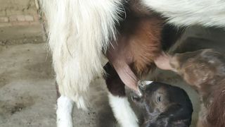 Baby goat milk drink ????