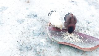 Home breed Aseel chicks.