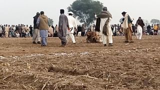 Big Dog Fight in Pakistan