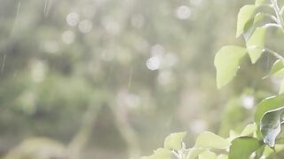 Rainy Weather
