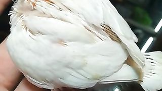 Albino Red Eye huge size chick