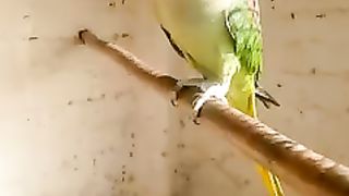 Raw Parrot talking