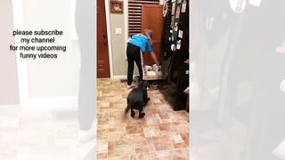Funny video|| funny cats and dog video|| funny animals