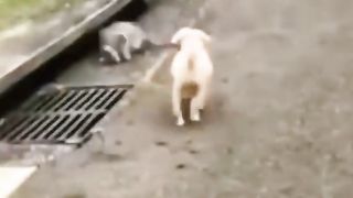 Смешные животные.