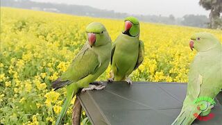 Cute parrot talking Mithu