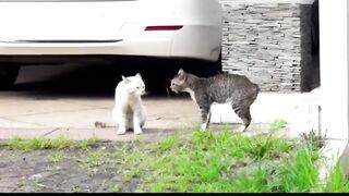 Wildlife Best Amazing cats fight in village or urban areas watching now