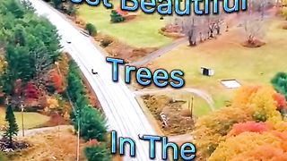 Top 10 most beautiful trees in the world #foryou #foryoupage