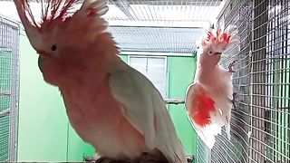 Cockatoo parrot breeding pair #hassanpapagei