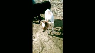 Cow video#animalvvideo