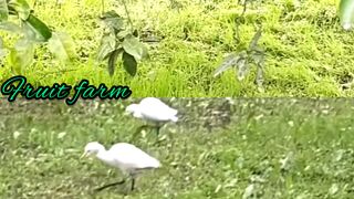 Fruit farm