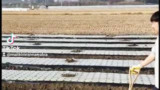 Agriculture Work in Korea