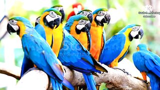Beautiful Parrots in Harmony with relaxing Sounds"