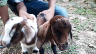 Beautiful Baby Goat sounds