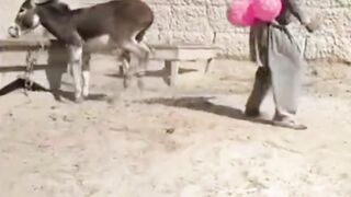 Funny Video with Donkey pets and animals very funny video