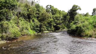 water Flow forest natural birds singing sound for relaxing