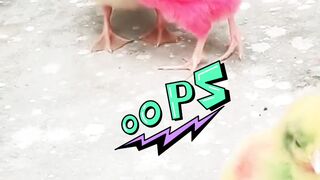 Chicks