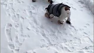 Here are such buns on a walk.